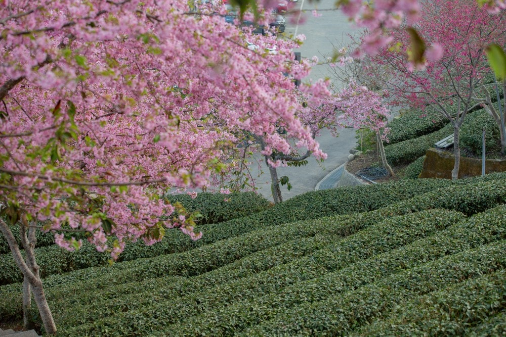 南投/竹山.大鞍「軟鞍八卦茶園」 | 春日限定~櫻花巨龍現身!海拔1,300公尺紅枝垂櫻與昭和櫻接力綻放,花期長的絕美茶山 - 第31張圖 南投/竹山.大鞍「軟鞍八卦茶園」 | 春日限定~櫻花巨龍現身!海拔1,300公尺紅枝垂櫻與昭和櫻接力綻放,花期長的絕美茶山