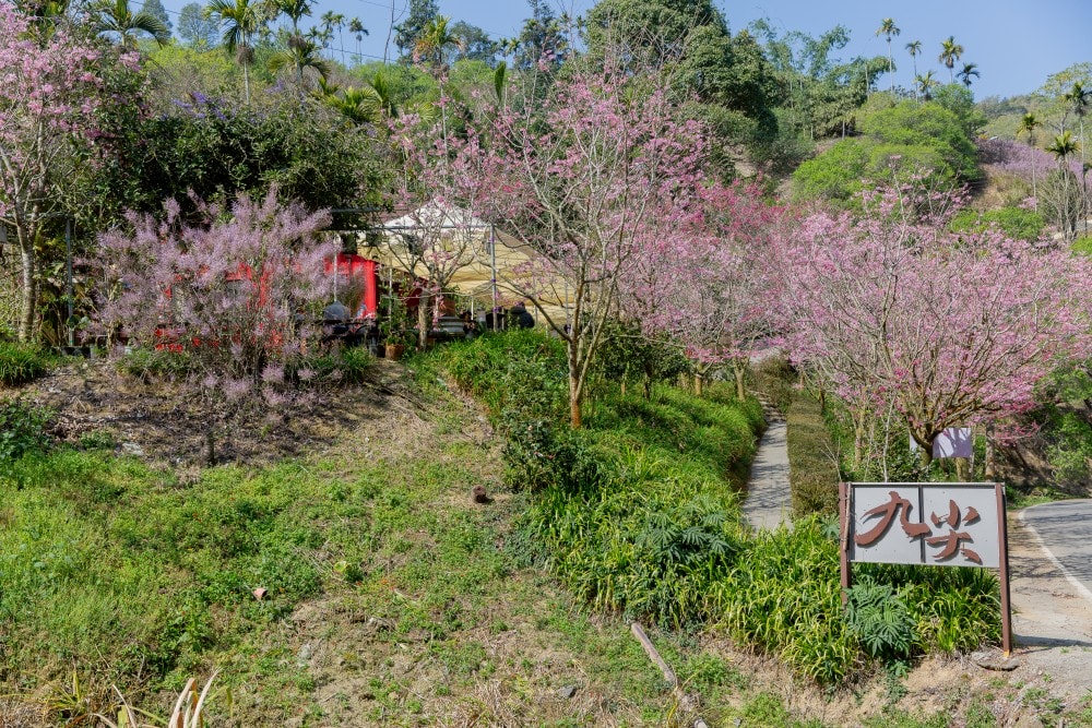 南投/國姓。九份二山「九尖茶廠」麝香木|首度開放!漫步蜿蜒步道,沉浸浪漫粉紫山丘與自帶夢幻霧感花海 - 第26張圖 南投/國姓。九份二山「九尖茶廠」麝香木|首度開放!漫步蜿蜒步道,沉浸浪漫粉紫山丘與自帶夢幻霧感花海