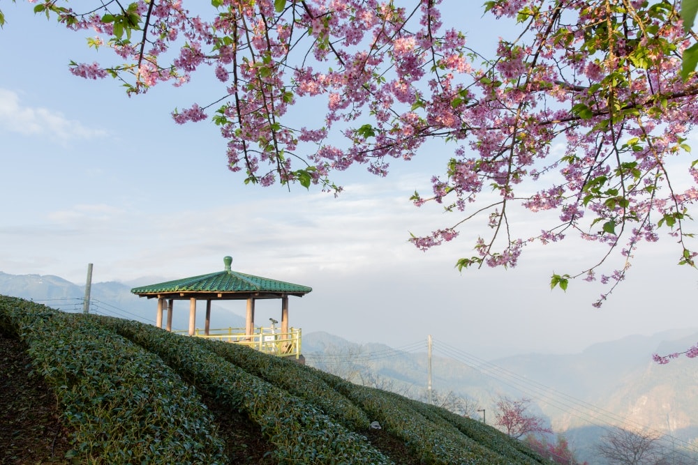 南投/竹山.大鞍「軟鞍八卦茶園」 | 春日限定~櫻花巨龍現身!海拔1,300公尺紅枝垂櫻與昭和櫻接力綻放,花期長的絕美茶山 - 第17張圖 南投/竹山.大鞍「軟鞍八卦茶園」 | 春日限定~櫻花巨龍現身!海拔1,300公尺紅枝垂櫻與昭和櫻接力綻放,花期長的絕美茶山