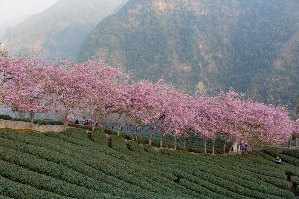 南投/竹山.大鞍「軟鞍八卦茶園」 | 春日限定~櫻花巨龍現身!海拔1,300公尺紅枝垂櫻與昭和櫻接力綻放,花期長的絕美茶山 - 第11張圖 南投/竹山.大鞍「軟鞍八卦茶園」 | 春日限定~櫻花巨龍現身!海拔1,300公尺紅枝垂櫻與昭和櫻接力綻放,花期長的絕美茶山