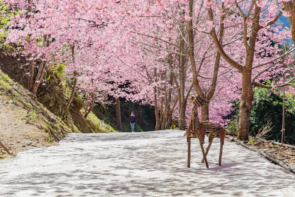 新竹/尖石.養老部落「霞喀羅櫻花谷」 | 走進園主10年心血灌溉的粉紅山谷、滿山坡爆滿花海與絕美觀景平台 - 第12張圖 新竹/尖石.養老部落「霞喀羅櫻花谷」 | 走進園主10年心血灌溉的粉紅山谷、滿山坡爆滿花海與絕美觀景平台