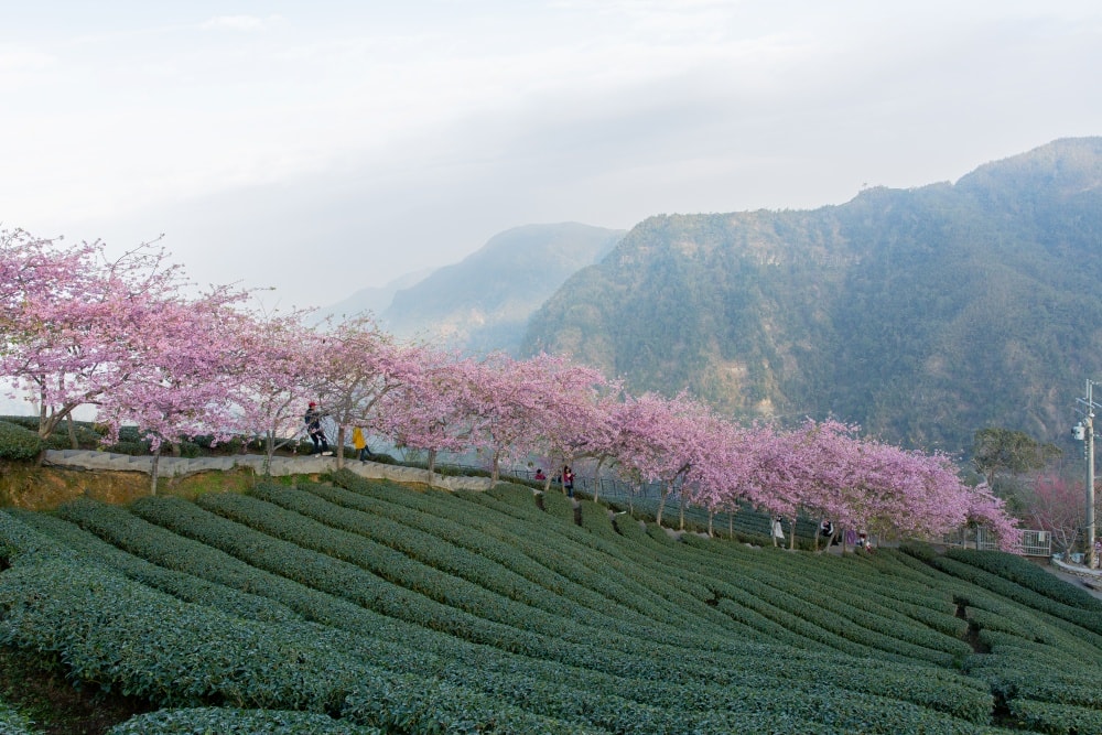 南投/竹山.大鞍「軟鞍八卦茶園」 | 春日限定~櫻花巨龍現身!海拔1,300公尺紅枝垂櫻與昭和櫻接力綻放,花期長的絕美茶山 - 第32張圖 南投/竹山.大鞍「軟鞍八卦茶園」 | 春日限定~櫻花巨龍現身!海拔1,300公尺紅枝垂櫻與昭和櫻接力綻放,花期長的絕美茶山
