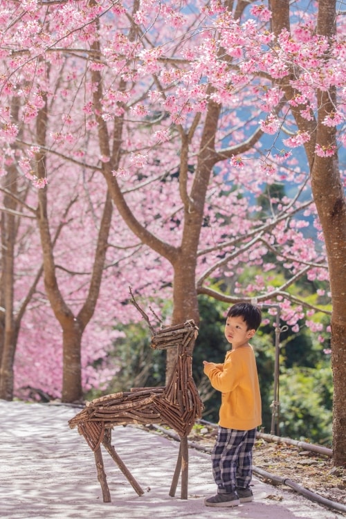新竹/尖石.養老部落「霞喀羅櫻花谷」 | 走進園主10年心血灌溉的粉紅山谷、滿山坡爆滿花海與絕美觀景平台 - 第11張圖 新竹/尖石.養老部落「霞喀羅櫻花谷」 | 走進園主10年心血灌溉的粉紅山谷、滿山坡爆滿花海與絕美觀景平台