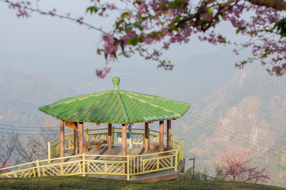 南投/竹山.大鞍「軟鞍八卦茶園」 | 春日限定~櫻花巨龍現身!海拔1,300公尺紅枝垂櫻與昭和櫻接力綻放,花期長的絕美茶山 - 第18張圖 南投/竹山.大鞍「軟鞍八卦茶園」 | 春日限定~櫻花巨龍現身!海拔1,300公尺紅枝垂櫻與昭和櫻接力綻放,花期長的絕美茶山