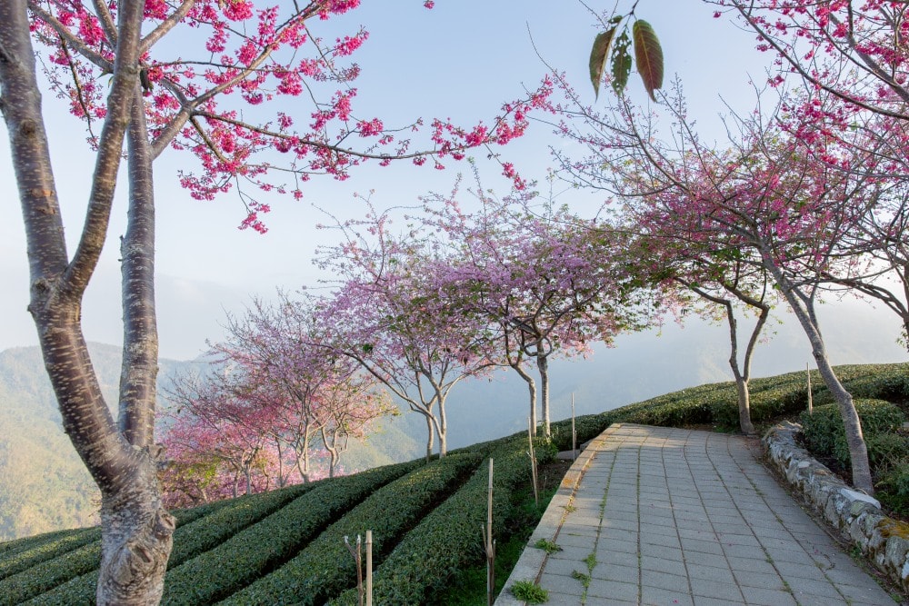 南投/竹山.大鞍「軟鞍八卦茶園」 | 春日限定~櫻花巨龍現身!海拔1,300公尺紅枝垂櫻與昭和櫻接力綻放,花期長的絕美茶山 - 第33張圖 南投/竹山.大鞍「軟鞍八卦茶園」 | 春日限定~櫻花巨龍現身!海拔1,300公尺紅枝垂櫻與昭和櫻接力綻放,花期長的絕美茶山
