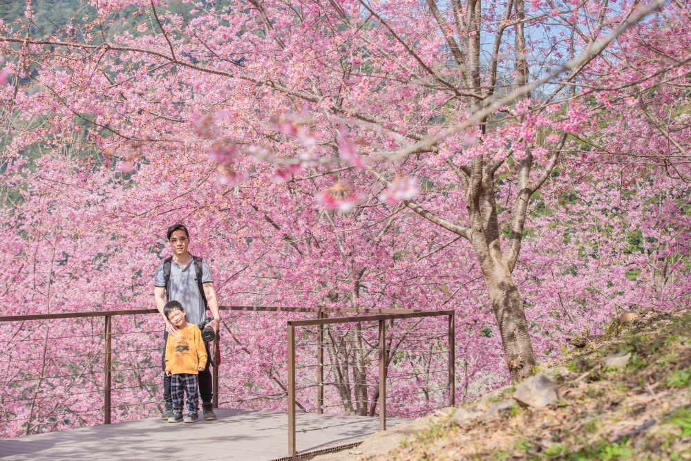 新竹/尖石.養老部落「霞喀羅櫻花谷」 | 走進園主10年心血灌溉的粉紅山谷、滿山坡爆滿花海與絕美觀景平台 - 第19張圖 新竹/尖石.養老部落「霞喀羅櫻花谷」 | 走進園主10年心血灌溉的粉紅山谷、滿山坡爆滿花海與絕美觀景平台