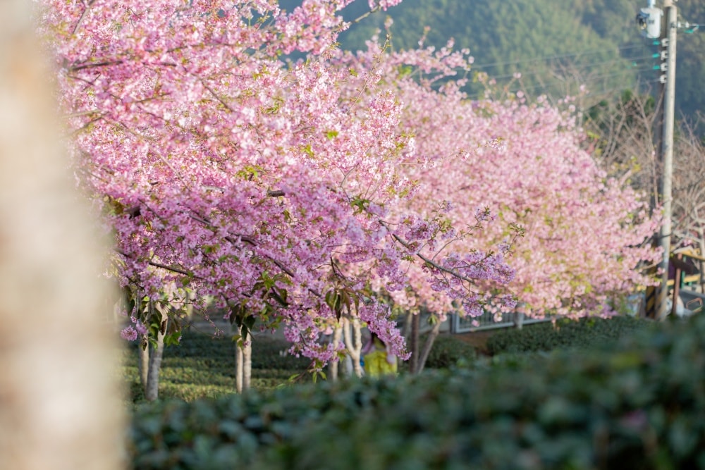 南投/竹山.大鞍「軟鞍八卦茶園」 | 春日限定~櫻花巨龍現身!海拔1,300公尺紅枝垂櫻與昭和櫻接力綻放,花期長的絕美茶山 - 第13張圖 南投/竹山.大鞍「軟鞍八卦茶園」 | 春日限定~櫻花巨龍現身!海拔1,300公尺紅枝垂櫻與昭和櫻接力綻放,花期長的絕美茶山