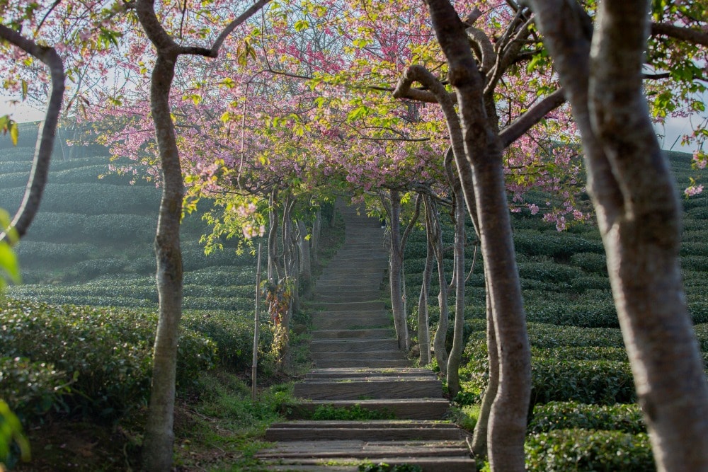 南投/竹山.大鞍「軟鞍八卦茶園」 | 春日限定~櫻花巨龍現身!海拔1,300公尺紅枝垂櫻與昭和櫻接力綻放,花期長的絕美茶山 - 第14張圖 南投/竹山.大鞍「軟鞍八卦茶園」 | 春日限定~櫻花巨龍現身!海拔1,300公尺紅枝垂櫻與昭和櫻接力綻放,花期長的絕美茶山