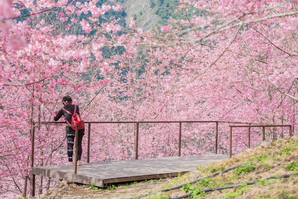 新竹/尖石.養老部落「霞喀羅櫻花谷」 | 走進園主10年心血灌溉的粉紅山谷、滿山坡爆滿花海與絕美觀景平台 - 第21張圖 新竹/尖石.養老部落「霞喀羅櫻花谷」 | 走進園主10年心血灌溉的粉紅山谷、滿山坡爆滿花海與絕美觀景平台
