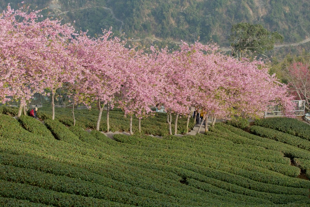 南投/竹山.大鞍「軟鞍八卦茶園」 | 春日限定~櫻花巨龍現身!海拔1,300公尺紅枝垂櫻與昭和櫻接力綻放,花期長的絕美茶山 - 第12張圖 南投/竹山.大鞍「軟鞍八卦茶園」 | 春日限定~櫻花巨龍現身!海拔1,300公尺紅枝垂櫻與昭和櫻接力綻放,花期長的絕美茶山