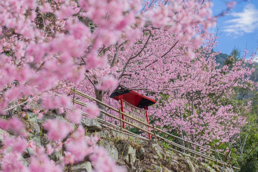 新竹/尖石.養老部落「霞喀羅櫻花谷」 | 走進園主10年心血灌溉的粉紅山谷、滿山坡爆滿花海與絕美觀景平台 - 第14張圖 新竹/尖石.養老部落「霞喀羅櫻花谷」 | 走進園主10年心血灌溉的粉紅山谷、滿山坡爆滿花海與絕美觀景平台