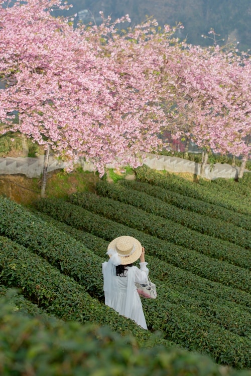 南投/竹山．大鞍「軟鞍八卦茶園」 | 春日限定～櫻花巨龍現身！海拔1,300公尺紅枝垂櫻與昭和櫻接力綻放，花期長的絕美茶山