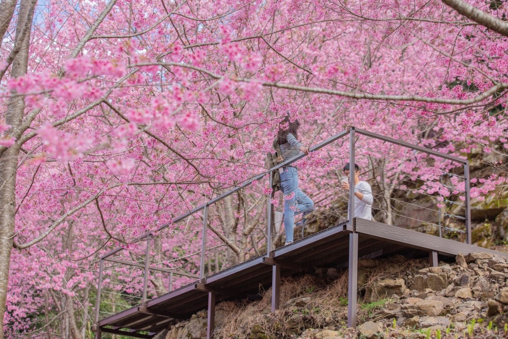 新竹/尖石.養老部落「霞喀羅櫻花谷」 | 走進園主10年心血灌溉的粉紅山谷、滿山坡爆滿花海與絕美觀景平台 - 第18張圖 新竹/尖石.養老部落「霞喀羅櫻花谷」 | 走進園主10年心血灌溉的粉紅山谷、滿山坡爆滿花海與絕美觀景平台