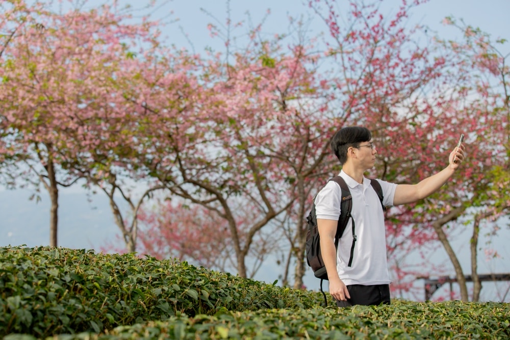 南投/竹山.大鞍「軟鞍八卦茶園」 | 春日限定~櫻花巨龍現身!海拔1,300公尺紅枝垂櫻與昭和櫻接力綻放,花期長的絕美茶山 - 第24張圖 南投/竹山.大鞍「軟鞍八卦茶園」 | 春日限定~櫻花巨龍現身!海拔1,300公尺紅枝垂櫻與昭和櫻接力綻放,花期長的絕美茶山