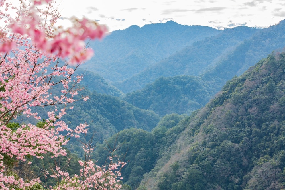 新竹/尖石.養老部落「霞喀羅櫻花谷」 | 走進園主10年心血灌溉的粉紅山谷、滿山坡爆滿花海與絕美觀景平台 - 第17張圖 新竹/尖石.養老部落「霞喀羅櫻花谷」 | 走進園主10年心血灌溉的粉紅山谷、滿山坡爆滿花海與絕美觀景平台