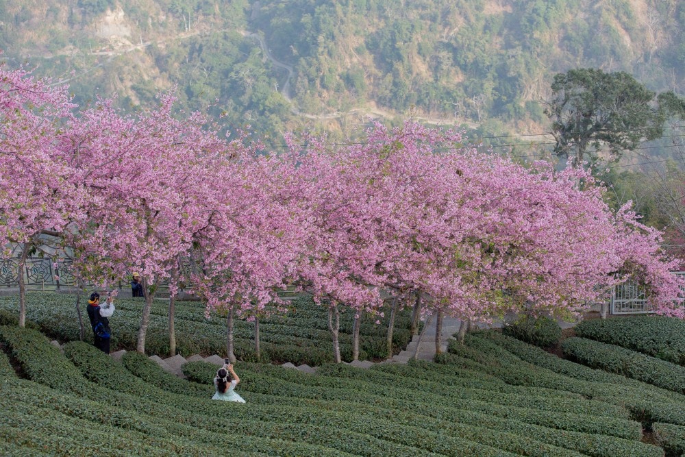 南投/竹山.大鞍「軟鞍八卦茶園」 | 春日限定~櫻花巨龍現身!海拔1,300公尺紅枝垂櫻與昭和櫻接力綻放,花期長的絕美茶山 - 第25張圖 南投/竹山.大鞍「軟鞍八卦茶園」 | 春日限定~櫻花巨龍現身!海拔1,300公尺紅枝垂櫻與昭和櫻接力綻放,花期長的絕美茶山