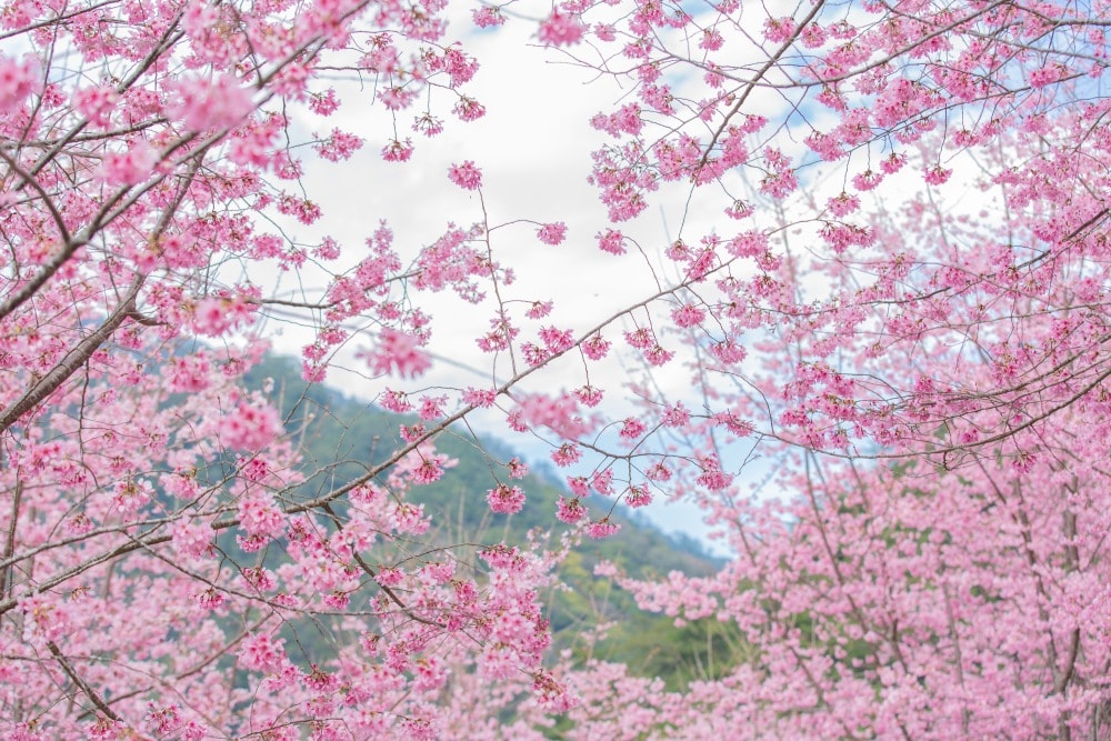 新竹/尖石.養老部落「霞喀羅櫻花谷」 | 走進園主10年心血灌溉的粉紅山谷、滿山坡爆滿花海與絕美觀景平台 - 第31張圖 新竹/尖石.養老部落「霞喀羅櫻花谷」 | 走進園主10年心血灌溉的粉紅山谷、滿山坡爆滿花海與絕美觀景平台