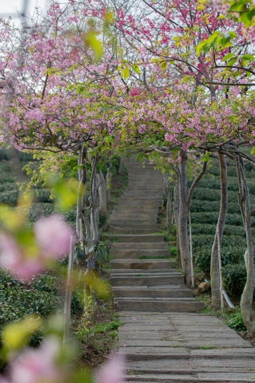 南投/竹山.大鞍「軟鞍八卦茶園」 | 春日限定~櫻花巨龍現身!海拔1,300公尺紅枝垂櫻與昭和櫻接力綻放,花期長的絕美茶山 - 第16張圖 南投/竹山.大鞍「軟鞍八卦茶園」 | 春日限定~櫻花巨龍現身!海拔1,300公尺紅枝垂櫻與昭和櫻接力綻放,花期長的絕美茶山