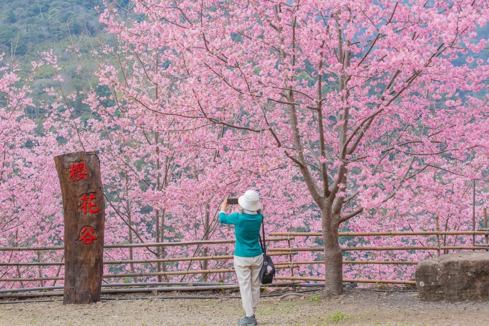 新竹/尖石.養老部落「霞喀羅櫻花谷」 | 走進園主10年心血灌溉的粉紅山谷、滿山坡爆滿花海與絕美觀景平台 - 第3張圖 新竹/尖石.養老部落「霞喀羅櫻花谷」 | 走進園主10年心血灌溉的粉紅山谷、滿山坡爆滿花海與絕美觀景平台