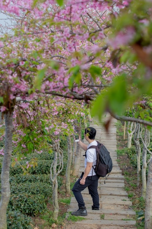 南投/竹山.大鞍「軟鞍八卦茶園」 | 春日限定~櫻花巨龍現身!海拔1,300公尺紅枝垂櫻與昭和櫻接力綻放,花期長的絕美茶山 - 第23張圖 南投/竹山.大鞍「軟鞍八卦茶園」 | 春日限定~櫻花巨龍現身!海拔1,300公尺紅枝垂櫻與昭和櫻接力綻放,花期長的絕美茶山