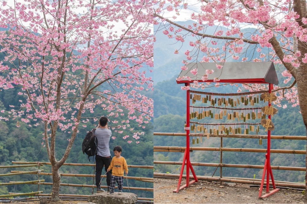 新竹/尖石.養老部落「霞喀羅櫻花谷」 | 走進園主10年心血灌溉的粉紅山谷、滿山坡爆滿花海與絕美觀景平台 - 第15張圖 新竹/尖石.養老部落「霞喀羅櫻花谷」 | 走進園主10年心血灌溉的粉紅山谷、滿山坡爆滿花海與絕美觀景平台