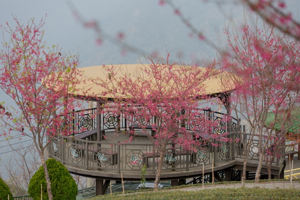 南投/竹山.大鞍「軟鞍八卦茶園」 | 春日限定~櫻花巨龍現身!海拔1,300公尺紅枝垂櫻與昭和櫻接力綻放,花期長的絕美茶山 - 第20張圖 南投/竹山.大鞍「軟鞍八卦茶園」 | 春日限定~櫻花巨龍現身!海拔1,300公尺紅枝垂櫻與昭和櫻接力綻放,花期長的絕美茶山