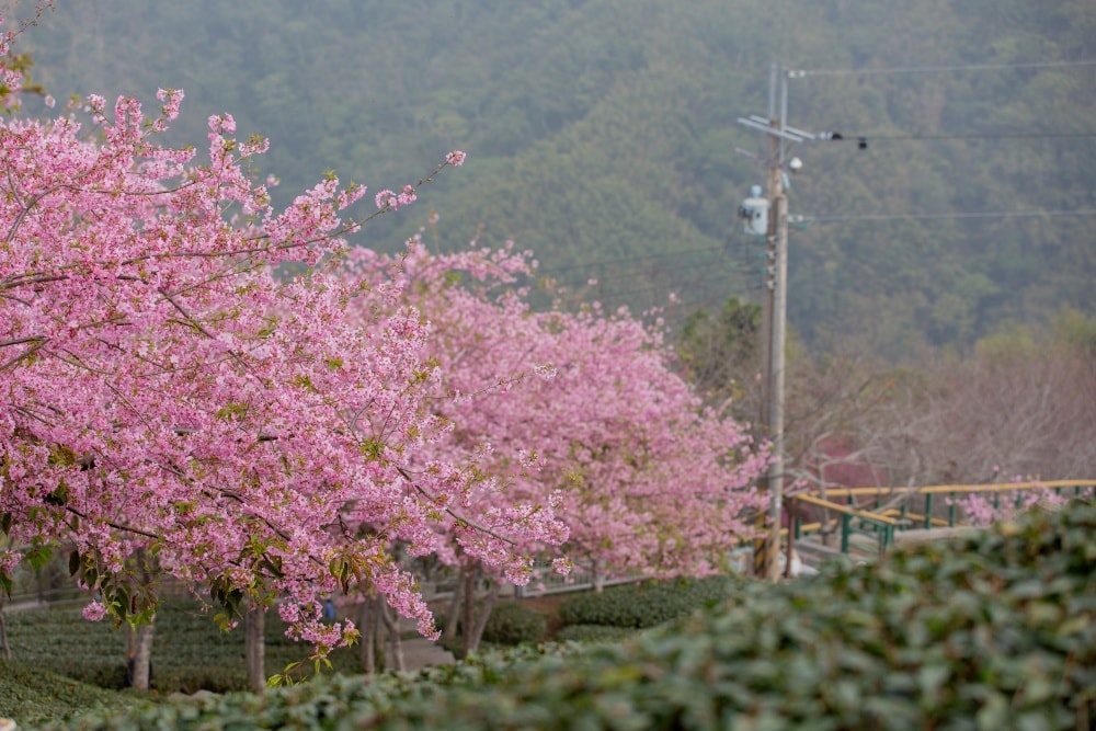 南投/竹山.大鞍「軟鞍八卦茶園」 | 春日限定~櫻花巨龍現身!海拔1,300公尺紅枝垂櫻與昭和櫻接力綻放,花期長的絕美茶山 - 第35張圖 南投/竹山.大鞍「軟鞍八卦茶園」 | 春日限定~櫻花巨龍現身!海拔1,300公尺紅枝垂櫻與昭和櫻接力綻放,花期長的絕美茶山