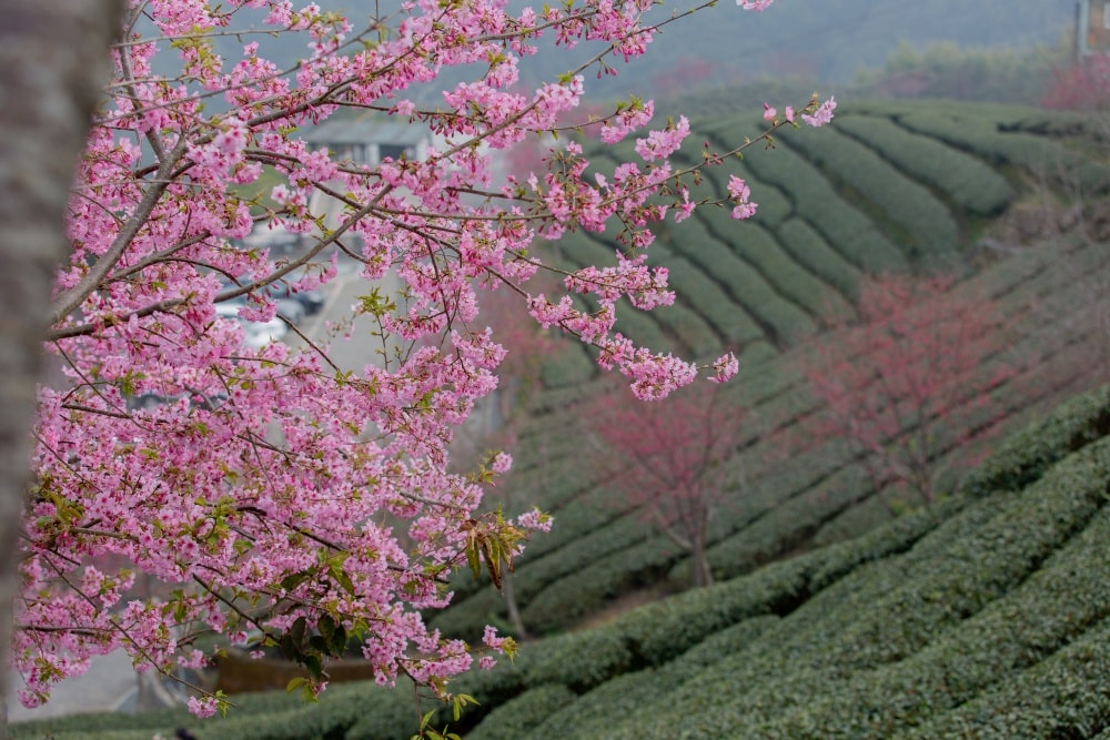 南投/竹山.大鞍「軟鞍八卦茶園」 | 春日限定~櫻花巨龍現身!海拔1,300公尺紅枝垂櫻與昭和櫻接力綻放,花期長的絕美茶山 - 第26張圖 南投/竹山.大鞍「軟鞍八卦茶園」 | 春日限定~櫻花巨龍現身!海拔1,300公尺紅枝垂櫻與昭和櫻接力綻放,花期長的絕美茶山