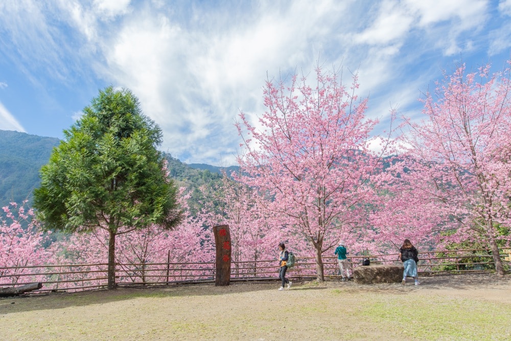 新竹/尖石.養老部落「霞喀羅櫻花谷」 | 走進園主10年心血灌溉的粉紅山谷、滿山坡爆滿花海與絕美觀景平台 - 第32張圖 新竹/尖石.養老部落「霞喀羅櫻花谷」 | 走進園主10年心血灌溉的粉紅山谷、滿山坡爆滿花海與絕美觀景平台