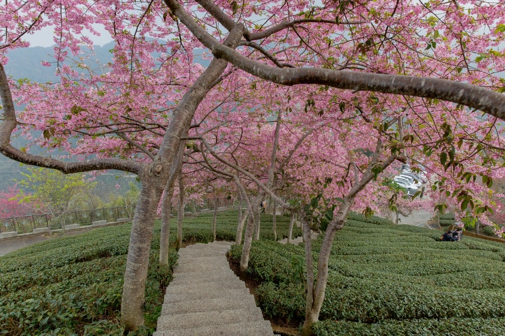 南投/竹山.大鞍「軟鞍八卦茶園」 | 春日限定~櫻花巨龍現身!海拔1,300公尺紅枝垂櫻與昭和櫻接力綻放,花期長的絕美茶山 - 第27張圖 南投/竹山.大鞍「軟鞍八卦茶園」 | 春日限定~櫻花巨龍現身!海拔1,300公尺紅枝垂櫻與昭和櫻接力綻放,花期長的絕美茶山