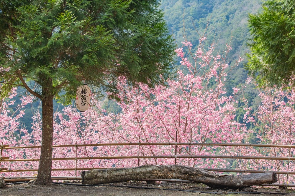新竹/尖石.養老部落「霞喀羅櫻花谷」 | 走進園主10年心血灌溉的粉紅山谷、滿山坡爆滿花海與絕美觀景平台 - 第16張圖 新竹/尖石.養老部落「霞喀羅櫻花谷」 | 走進園主10年心血灌溉的粉紅山谷、滿山坡爆滿花海與絕美觀景平台