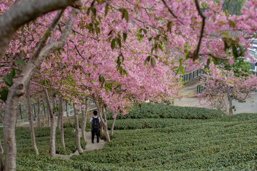 南投/竹山.大鞍「軟鞍八卦茶園」 | 春日限定~櫻花巨龍現身!海拔1,300公尺紅枝垂櫻與昭和櫻接力綻放,花期長的絕美茶山 - 第28張圖 南投/竹山.大鞍「軟鞍八卦茶園」 | 春日限定~櫻花巨龍現身!海拔1,300公尺紅枝垂櫻與昭和櫻接力綻放,花期長的絕美茶山