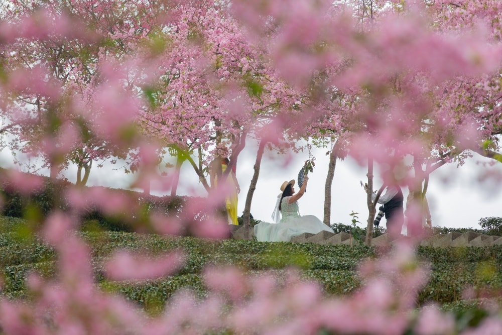 南投/竹山.大鞍「軟鞍八卦茶園」 | 春日限定~櫻花巨龍現身!海拔1,300公尺紅枝垂櫻與昭和櫻接力綻放,花期長的絕美茶山 - 第21張圖 南投/竹山.大鞍「軟鞍八卦茶園」 | 春日限定~櫻花巨龍現身!海拔1,300公尺紅枝垂櫻與昭和櫻接力綻放,花期長的絕美茶山