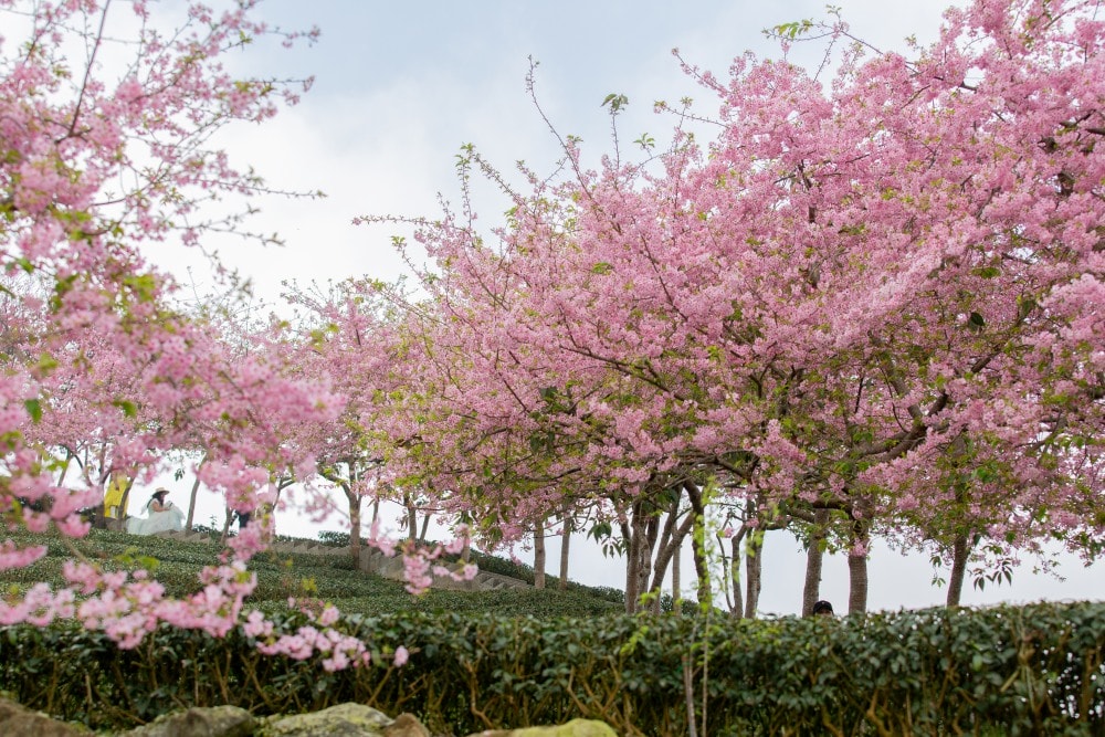 南投/竹山.大鞍「軟鞍八卦茶園」 | 春日限定~櫻花巨龍現身!海拔1,300公尺紅枝垂櫻與昭和櫻接力綻放,花期長的絕美茶山 - 第2張圖 南投/竹山.大鞍「軟鞍八卦茶園」 | 春日限定~櫻花巨龍現身!海拔1,300公尺紅枝垂櫻與昭和櫻接力綻放,花期長的絕美茶山