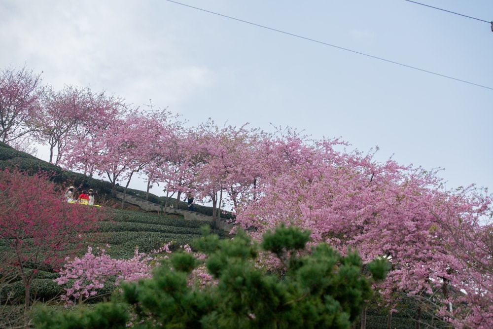 南投/竹山.大鞍「軟鞍八卦茶園」 | 春日限定~櫻花巨龍現身!海拔1,300公尺紅枝垂櫻與昭和櫻接力綻放,花期長的絕美茶山 - 第3張圖 南投/竹山.大鞍「軟鞍八卦茶園」 | 春日限定~櫻花巨龍現身!海拔1,300公尺紅枝垂櫻與昭和櫻接力綻放,花期長的絕美茶山
