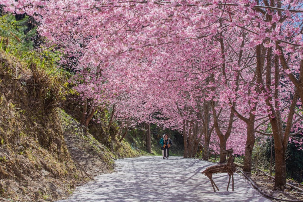 新竹/尖石.養老部落「霞喀羅櫻花谷」 | 走進園主10年心血灌溉的粉紅山谷、滿山坡爆滿花海與絕美觀景平台 - 第33張圖 新竹/尖石.養老部落「霞喀羅櫻花谷」 | 走進園主10年心血灌溉的粉紅山谷、滿山坡爆滿花海與絕美觀景平台