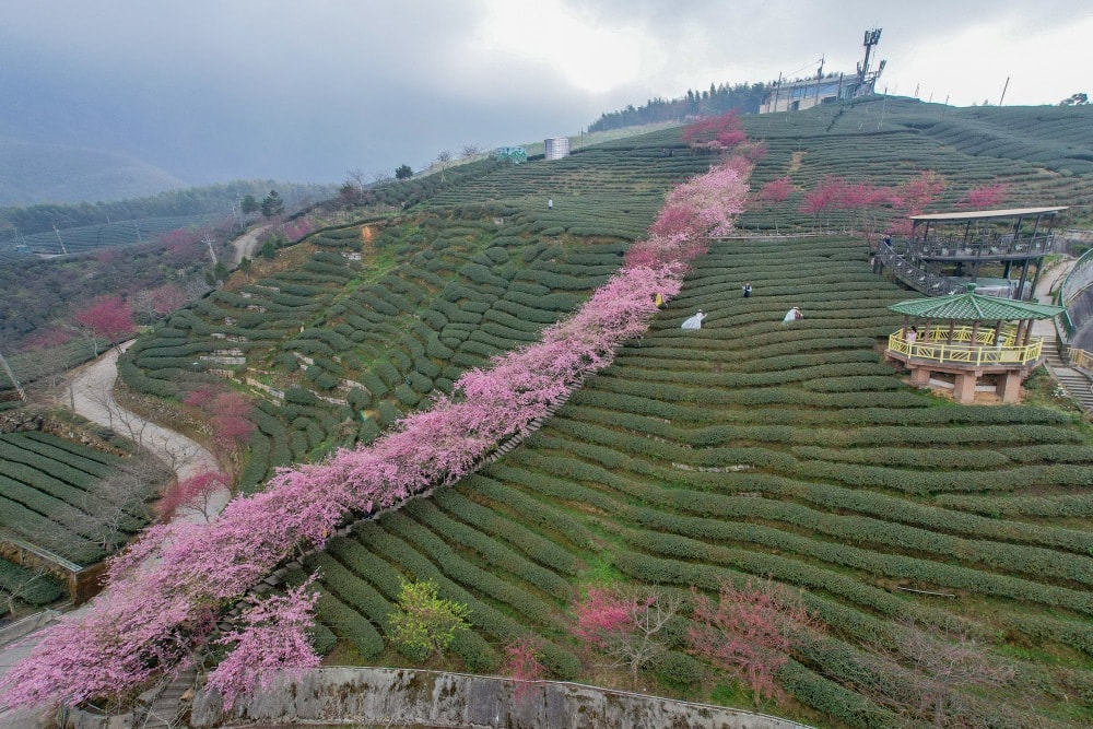 南投/竹山.大鞍「軟鞍八卦茶園」 | 春日限定~櫻花巨龍現身!海拔1,300公尺紅枝垂櫻與昭和櫻接力綻放,花期長的絕美茶山 - 第8張圖 南投/竹山.大鞍「軟鞍八卦茶園」 | 春日限定~櫻花巨龍現身!海拔1,300公尺紅枝垂櫻與昭和櫻接力綻放,花期長的絕美茶山