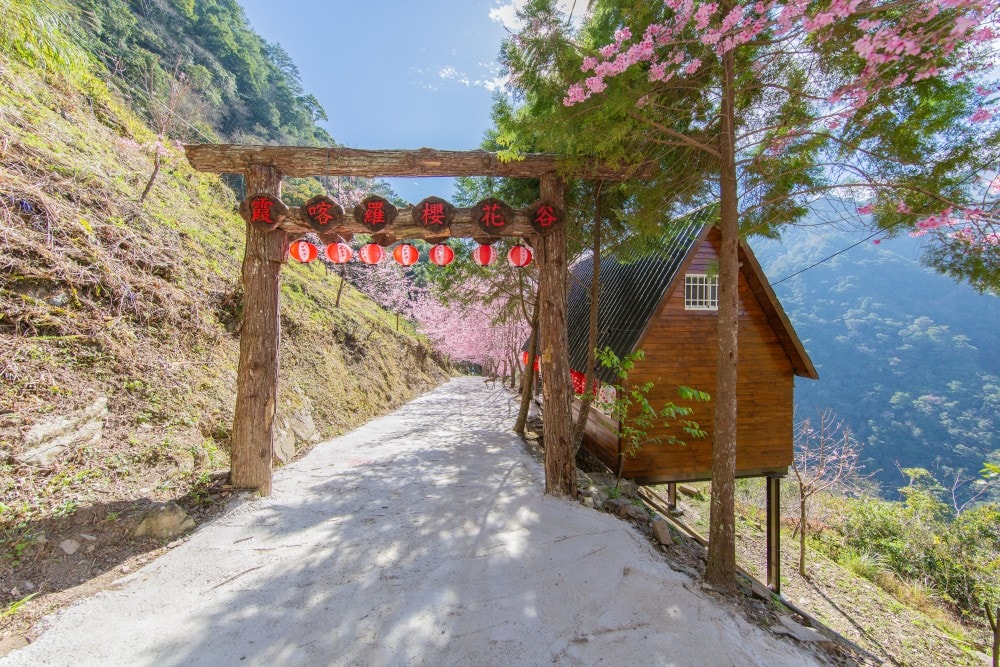 新竹/尖石.養老部落「霞喀羅櫻花谷」 | 走進園主10年心血灌溉的粉紅山谷、滿山坡爆滿花海與絕美觀景平台 - 第9張圖 新竹/尖石.養老部落「霞喀羅櫻花谷」 | 走進園主10年心血灌溉的粉紅山谷、滿山坡爆滿花海與絕美觀景平台