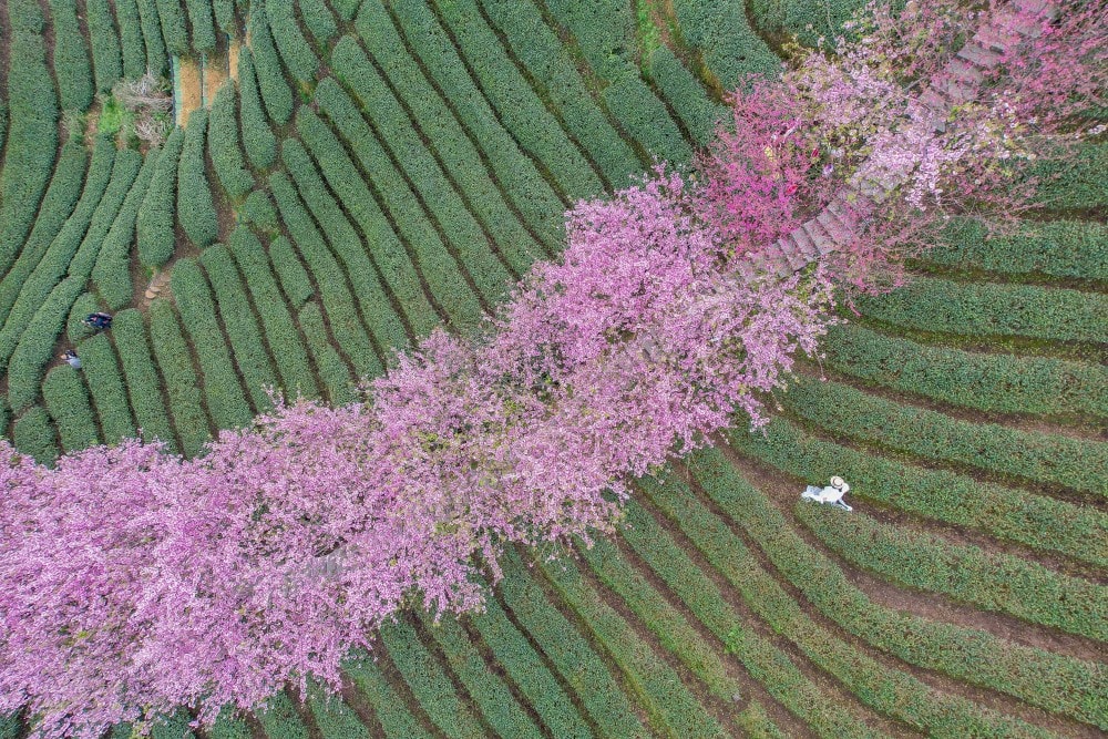 南投/竹山.大鞍「軟鞍八卦茶園」 | 春日限定~櫻花巨龍現身!海拔1,300公尺紅枝垂櫻與昭和櫻接力綻放,花期長的絕美茶山 - 第9張圖 南投/竹山.大鞍「軟鞍八卦茶園」 | 春日限定~櫻花巨龍現身!海拔1,300公尺紅枝垂櫻與昭和櫻接力綻放,花期長的絕美茶山