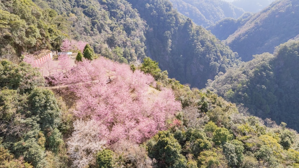 新竹/尖石.養老部落「霞喀羅櫻花谷」 | 走進園主10年心血灌溉的粉紅山谷、滿山坡爆滿花海與絕美觀景平台 - 第22張圖 新竹/尖石.養老部落「霞喀羅櫻花谷」 | 走進園主10年心血灌溉的粉紅山谷、滿山坡爆滿花海與絕美觀景平台