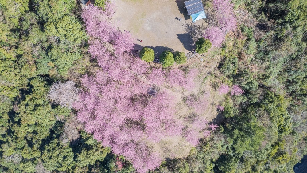 新竹/尖石.養老部落「霞喀羅櫻花谷」 | 走進園主10年心血灌溉的粉紅山谷、滿山坡爆滿花海與絕美觀景平台 - 第23張圖 新竹/尖石.養老部落「霞喀羅櫻花谷」 | 走進園主10年心血灌溉的粉紅山谷、滿山坡爆滿花海與絕美觀景平台