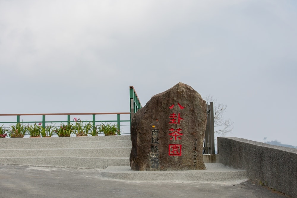 南投/竹山.大鞍「軟鞍八卦茶園」 | 春日限定~櫻花巨龍現身!海拔1,300公尺紅枝垂櫻與昭和櫻接力綻放,花期長的絕美茶山 - 第6張圖 南投/竹山.大鞍「軟鞍八卦茶園」 | 春日限定~櫻花巨龍現身!海拔1,300公尺紅枝垂櫻與昭和櫻接力綻放,花期長的絕美茶山