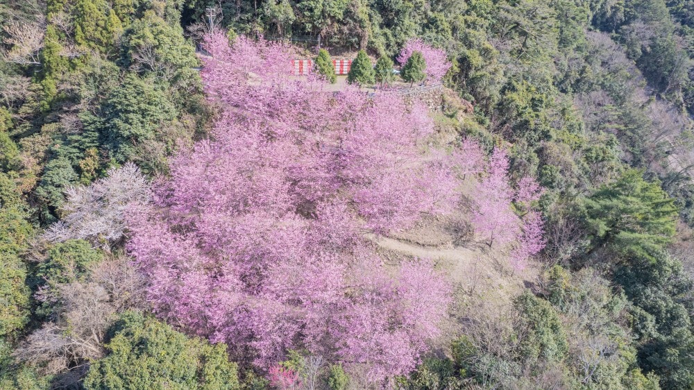 新竹/尖石.養老部落「霞喀羅櫻花谷」 | 走進園主10年心血灌溉的粉紅山谷、滿山坡爆滿花海與絕美觀景平台 - 第24張圖 新竹/尖石.養老部落「霞喀羅櫻花谷」 | 走進園主10年心血灌溉的粉紅山谷、滿山坡爆滿花海與絕美觀景平台