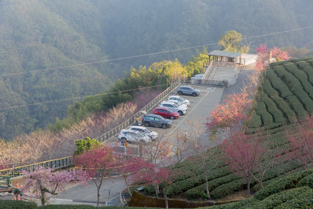 南投/竹山.大鞍「軟鞍八卦茶園」 | 春日限定~櫻花巨龍現身!海拔1,300公尺紅枝垂櫻與昭和櫻接力綻放,花期長的絕美茶山 - 第4張圖 南投/竹山.大鞍「軟鞍八卦茶園」 | 春日限定~櫻花巨龍現身!海拔1,300公尺紅枝垂櫻與昭和櫻接力綻放,花期長的絕美茶山