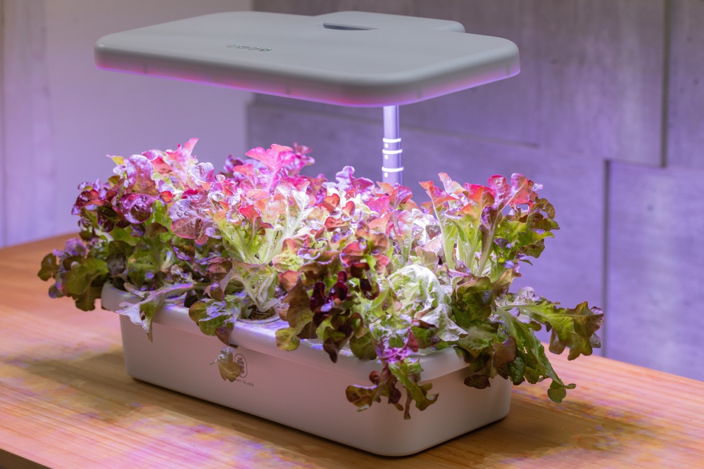 好物推薦。植樂島Plant Island智慧家用型植物箱|免土也能在家種菜,智慧光照、自動循環水耕系統,親子一起從育苗到採收 - 第14張圖 好物推薦。植樂島Plant Island智慧家用型植物箱|免土也能在家種菜,智慧光照、自動循環水耕系統,親子一起從育苗到採收