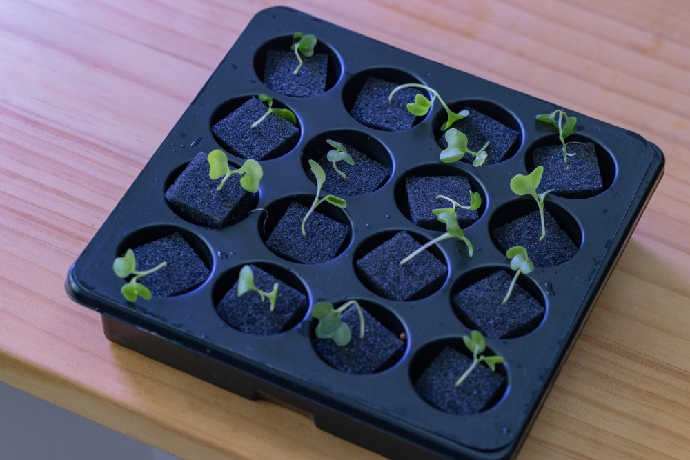 好物推薦。植樂島Plant Island智慧家用型植物箱|免土也能在家種菜,智慧光照、自動循環水耕系統,親子一起從育苗到採收 - 第75張圖 好物推薦。植樂島Plant Island智慧家用型植物箱|免土也能在家種菜,智慧光照、自動循環水耕系統,親子一起從育苗到採收