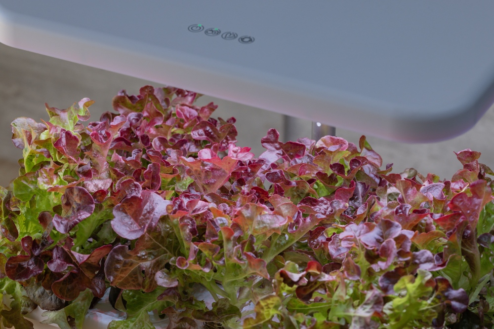 好物推薦。植樂島Plant Island智慧家用型植物箱|免土也能在家種菜,智慧光照、自動循環水耕系統,親子一起從育苗到採收 - 第8張圖 好物推薦。植樂島Plant Island智慧家用型植物箱|免土也能在家種菜,智慧光照、自動循環水耕系統,親子一起從育苗到採收