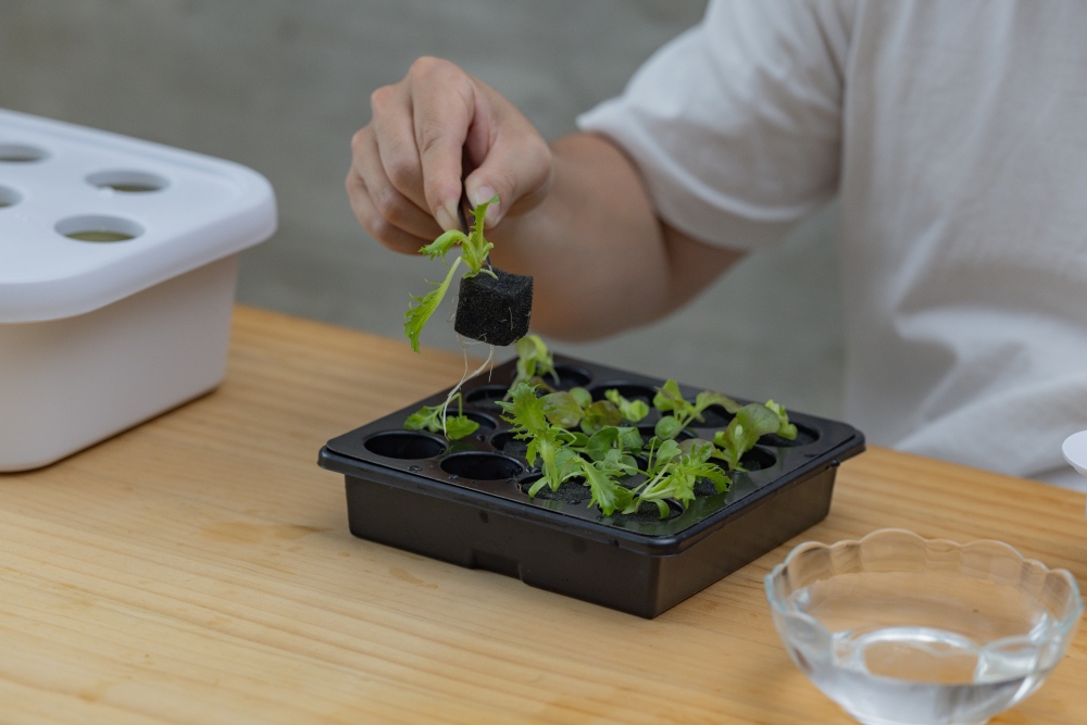 好物推薦。植樂島Plant Island智慧家用型植物箱|免土也能在家種菜,智慧光照、自動循環水耕系統,親子一起從育苗到採收 - 第51張圖 好物推薦。植樂島Plant Island智慧家用型植物箱|免土也能在家種菜,智慧光照、自動循環水耕系統,親子一起從育苗到採收
