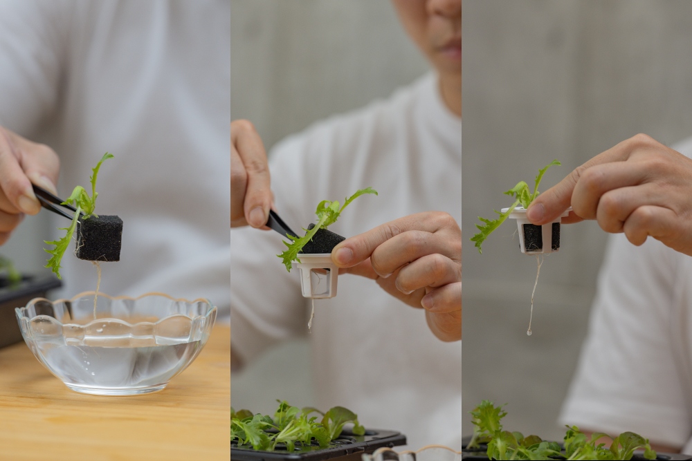 好物推薦。植樂島Plant Island智慧家用型植物箱|免土也能在家種菜,智慧光照、自動循環水耕系統,親子一起從育苗到採收 - 第52張圖 好物推薦。植樂島Plant Island智慧家用型植物箱|免土也能在家種菜,智慧光照、自動循環水耕系統,親子一起從育苗到採收