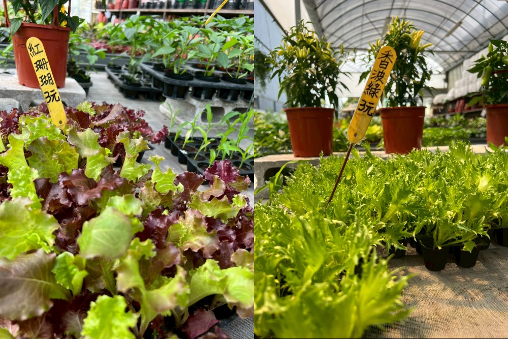 好物推薦。植樂島Plant Island智慧家用型植物箱|免土也能在家種菜,智慧光照、自動循環水耕系統,親子一起從育苗到採收 - 第9張圖 好物推薦。植樂島Plant Island智慧家用型植物箱|免土也能在家種菜,智慧光照、自動循環水耕系統,親子一起從育苗到採收
